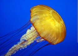 SCP-312-B Meme Template