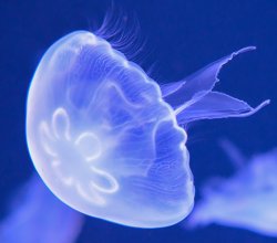 SCP-312-C Meme Template