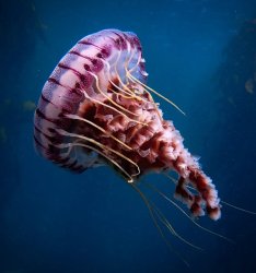 SCP-312-G Meme Template