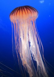 SCP-312-F Meme Template