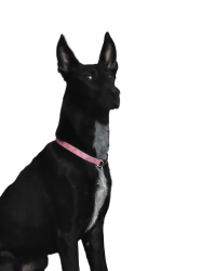 My dogs side eye Meme Template