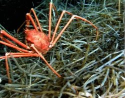 SCP-098 Meme Template