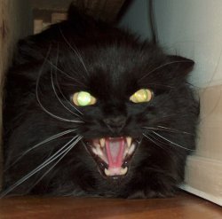 Angry screaming cat Meme Template