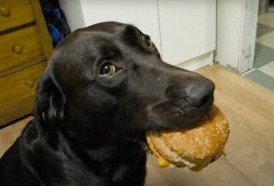 Chrisjoines1 Meme Template