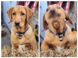 Puppy Portrait Meme Template