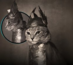 Viking Cat Meme Template