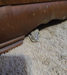 Sneemky snek Meme Template