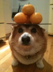 Corgi Balance Oranges Meme Template