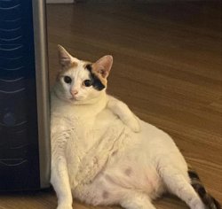 fatcat Meme Template