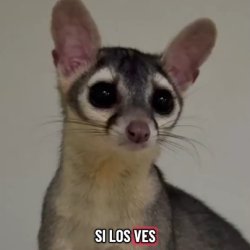 Rosalia Meme Template