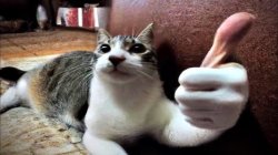 Thumbs up cat Meme Template