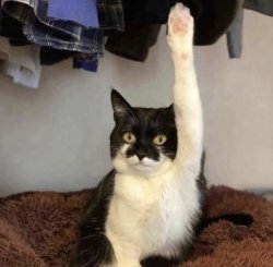 Cat opinion Meme Template