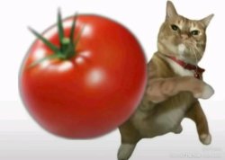 cat throwing tomato at yo Meme Template