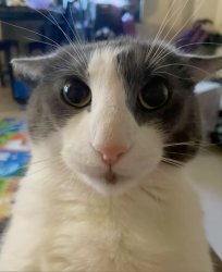 He is dangerous Meme Template