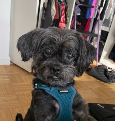 Pine Cone - adoptable dog from Rain or Shine Rescue Meme Template