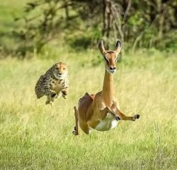 Cheetah chases an antelope Meme Template