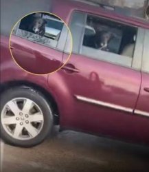 Domestic Terrorist Meme Template