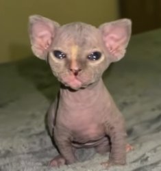 Cat dobby Meme Template