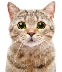 Catty, catty, kitty, kitty, cou, koo, koo, cou Meme Template