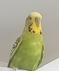 Lem-bird Meme Template