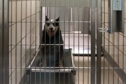 dog behind bars Meme Template