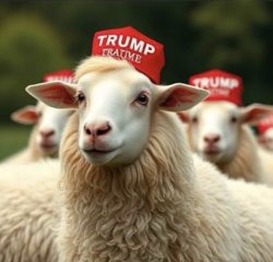 MAGA SHEEP TRUMP Meme Template