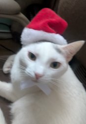 How dare you cat Meme Template