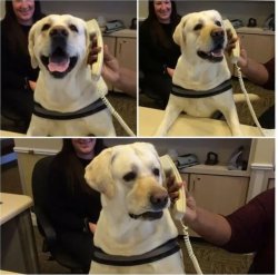 yes, this is dog Meme Template