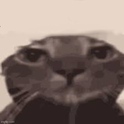 Choice cat Meme Template