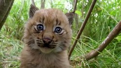 Traumatized Lynx Meme Template