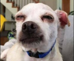 sus dog Meme Template