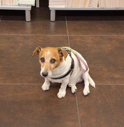 sad dog Meme Template