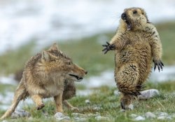 Marmot Meme Template