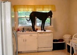 Chrisjoines1 Meme Template