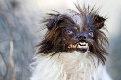 Ugly ass dog Meme Template