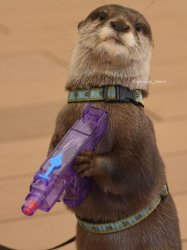Otter with a squirt gun Meme Template
