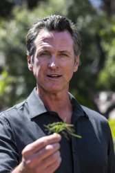 gavin newsom grass Meme Template