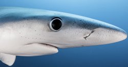 shocked shark Meme Template