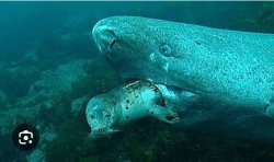 Seal gettin' eatin' by  Greenland shark Meme Template