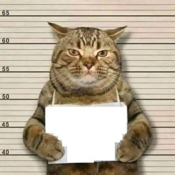 cat sign Meme Template