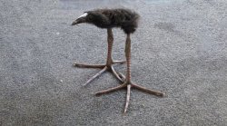 Pūkeko bird Meme Template