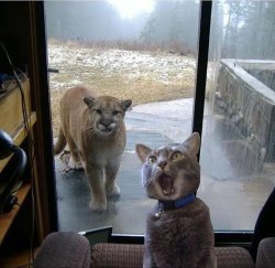 Chrisjoines1 Meme Template