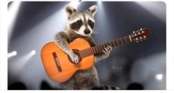 Rock Raccoon Meme Template