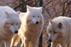 3 sad wolfs Meme Template