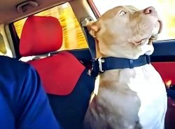 Chrisjoines1 Meme Template