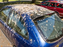 Bird ...droppings Meme Template