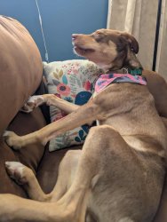 Doggo Aawoo Meme Template