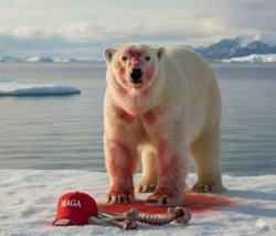 polar bear maga hat Meme Template