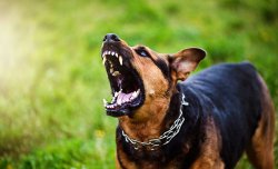 Angry dog Meme Template