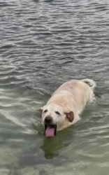 Dog choking on water Meme Template